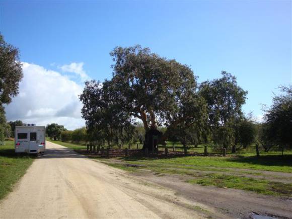 T12149 Eucalyptus Camaldulensis