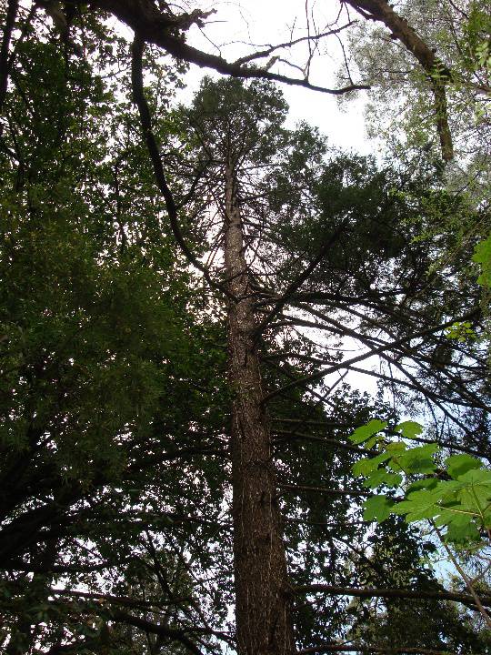T11123 Pseudotsuga menziesii