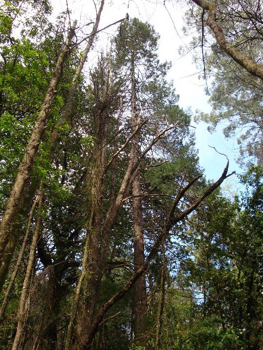 T11123 Pseudotsuga menziesii