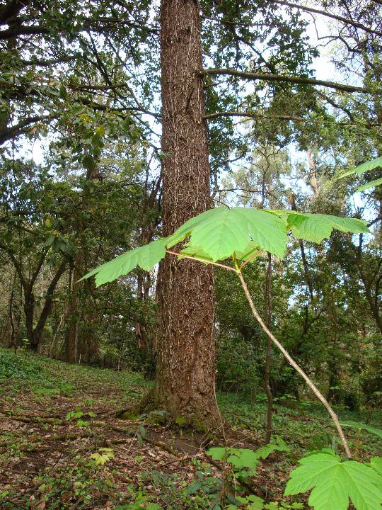 T11123 Pseudotsuga menziesii