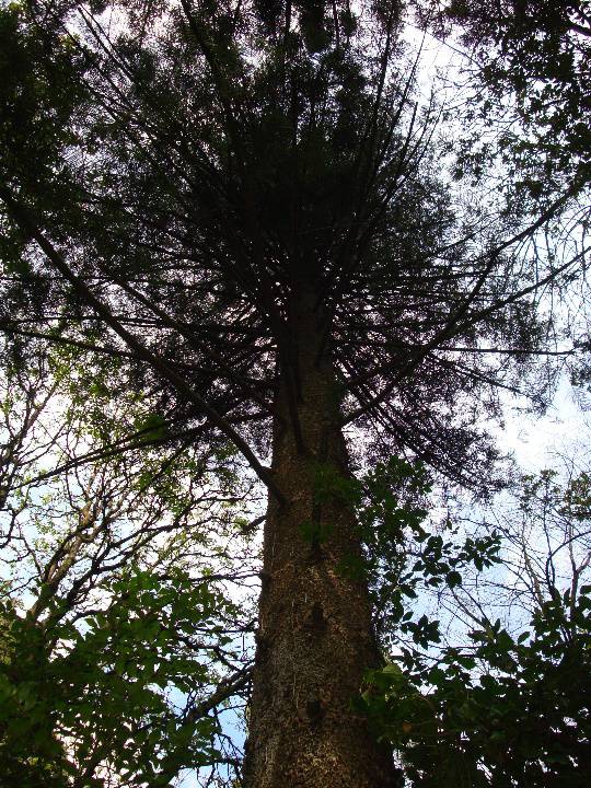 T11126 Araucaria sp.