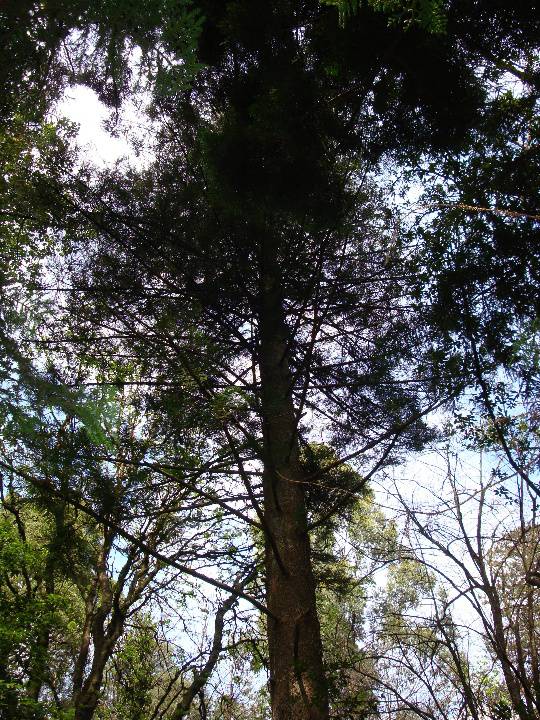 T11126 Araucaria sp.