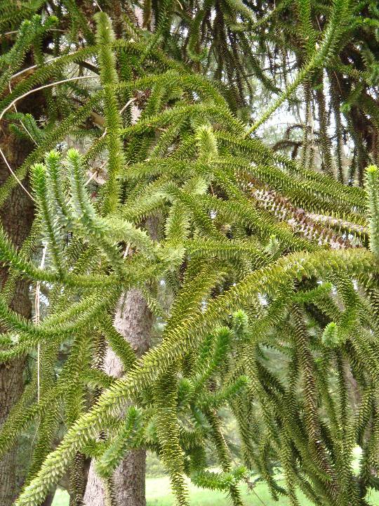 T11798 Araucaria araucana 