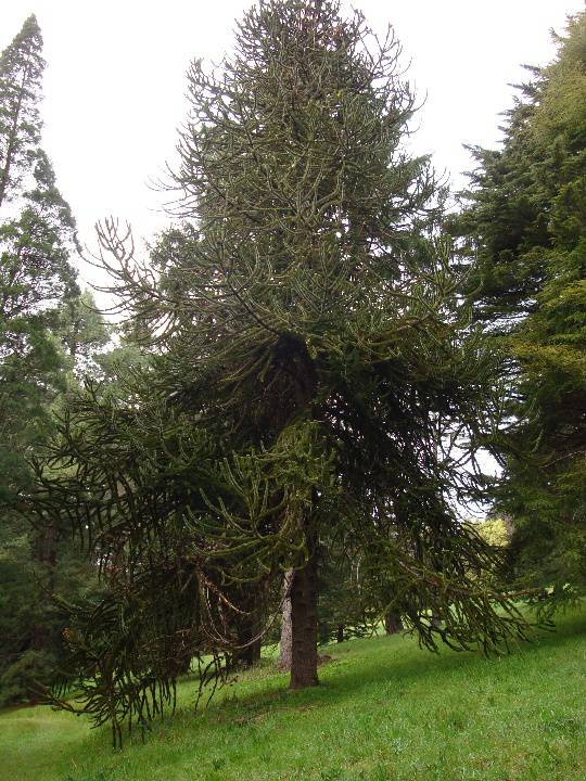 T11798 Araucaria araucana 