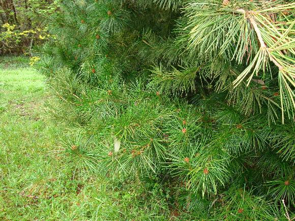 T11799 Sciadopitys verticillata 