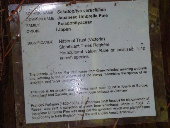 T11799 Sciadopitys verticillata 