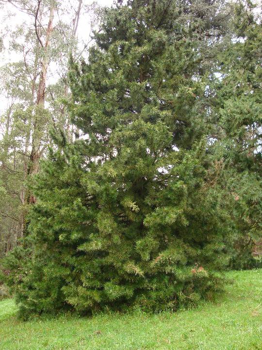 T11799 Sciadopitys verticillata 