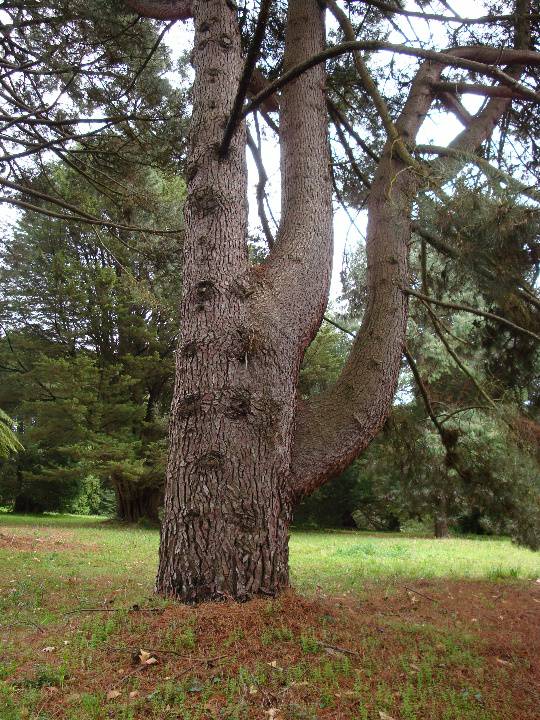 T11804 Pinus pinaster 