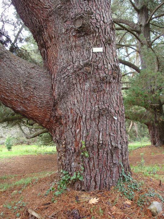 T11804 Pinus pinaster 