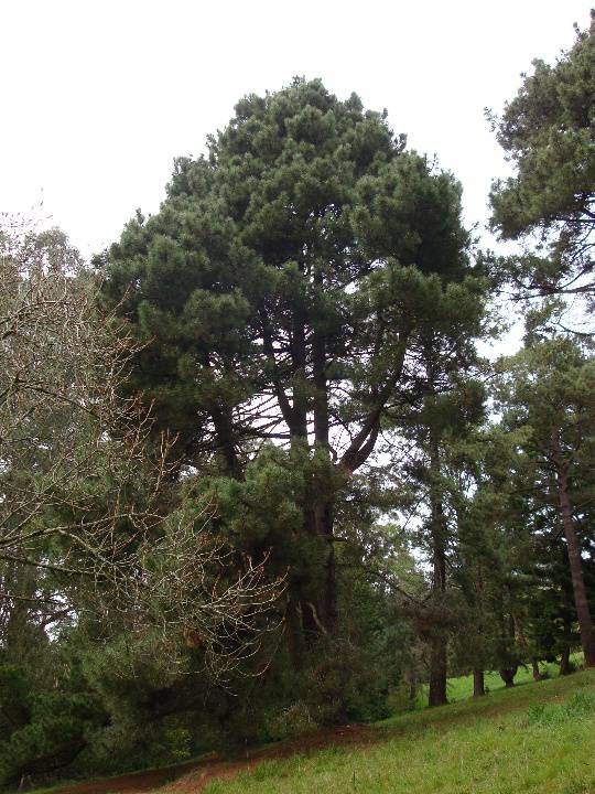 T11804 Pinus pinaster 