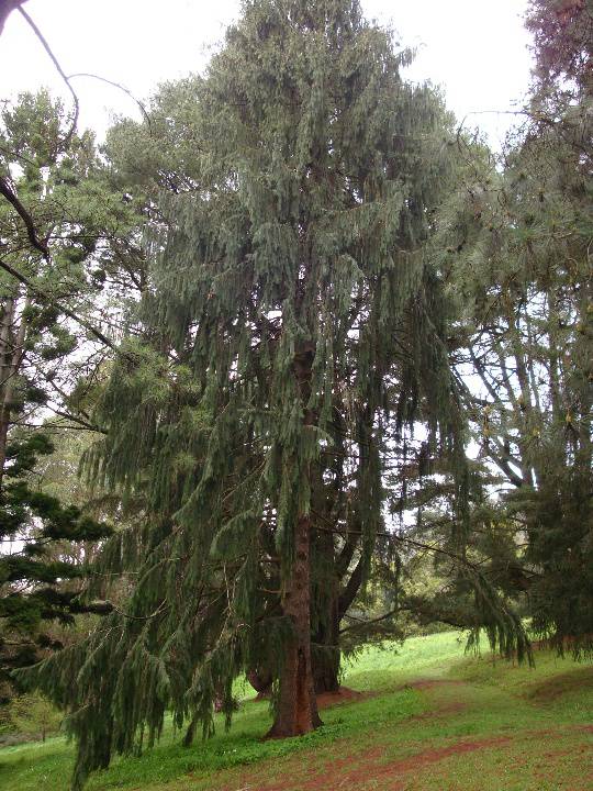 T11805 Picea smithiana 