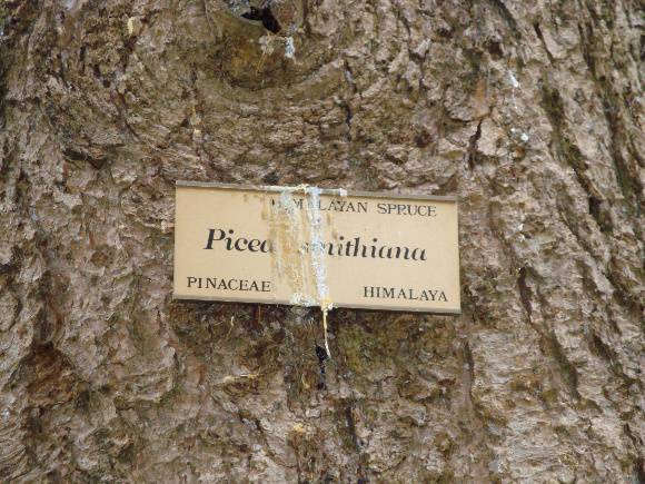 T11805 Picea smithiana 
