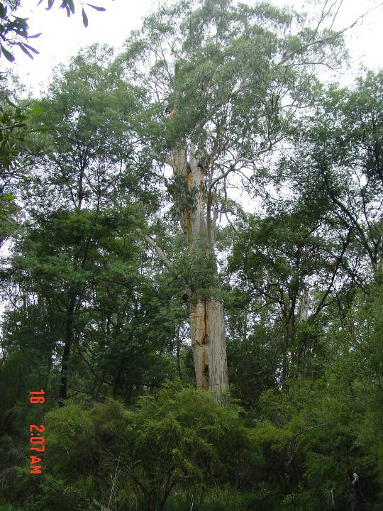 T12101 Eucalyptus viminalis 