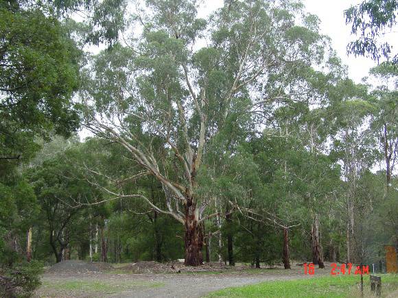 T12101 Eucalyptus viminalis 