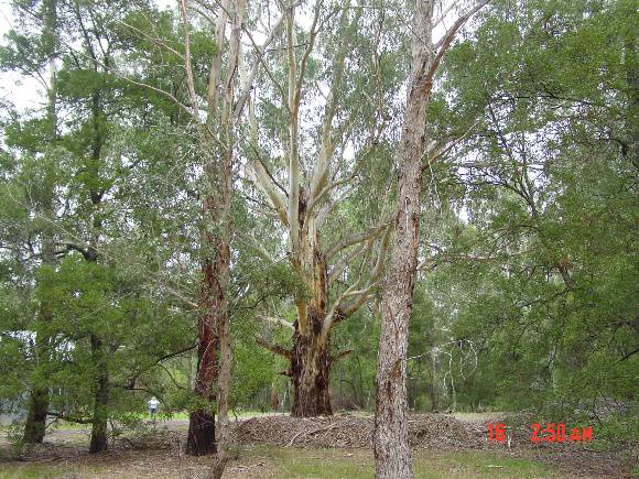 T12101 Eucalyptus viminalis 