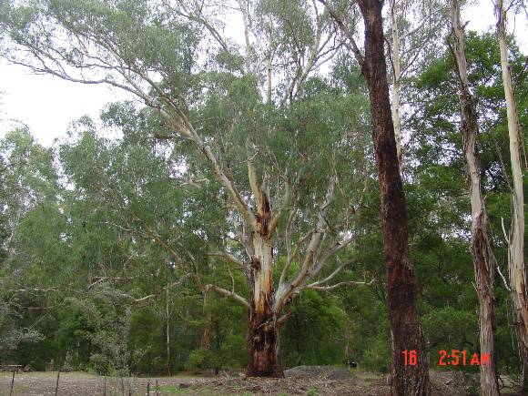 T12101 Eucalyptus viminalis 