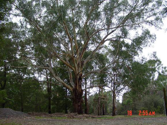 T12101 Eucalyptus viminalis 