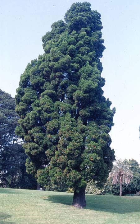 T11850 Callitris columellaris