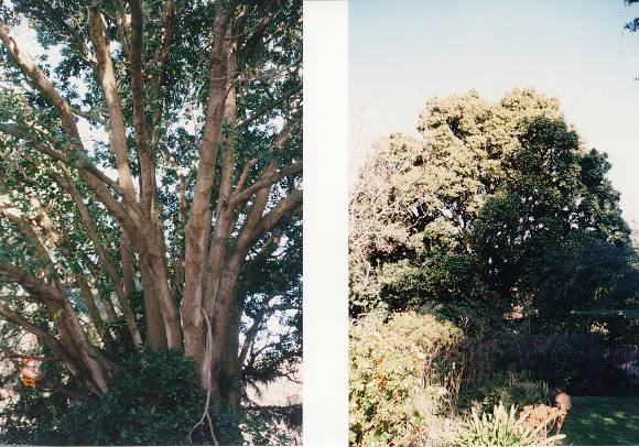 T12028 Picconia excelsa