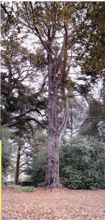 T12106 Pinus radiata