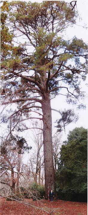 T12106 Pinus radiata 