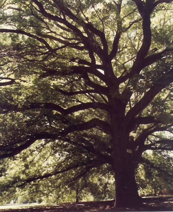 T11880 Liquidambar styraciflua