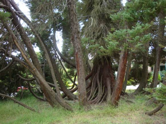 T11136 Cryptomeria japonica 'Elegans'