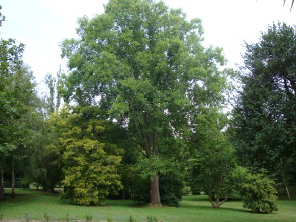 T11137 Tulip Tree