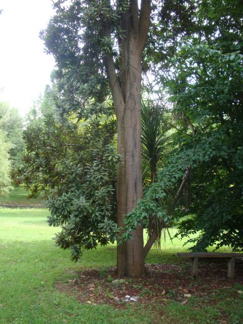 T11138 Knightia excelsia