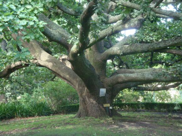t12025 Monterey Pine