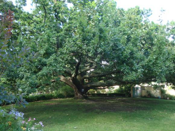 t12025 Monterey Pine