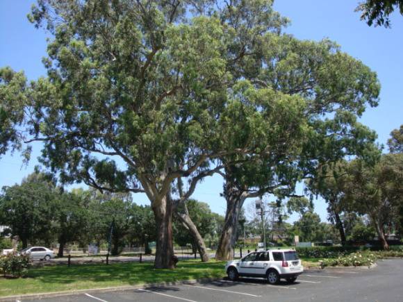 T11544 Eucalyptus camalduensis