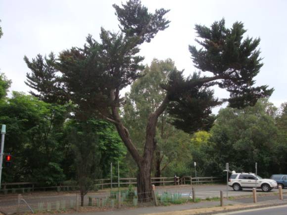 T11542 Hesperocyparis macrocarpa