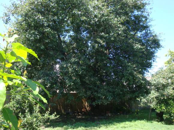 T12030 Pyrus communis
