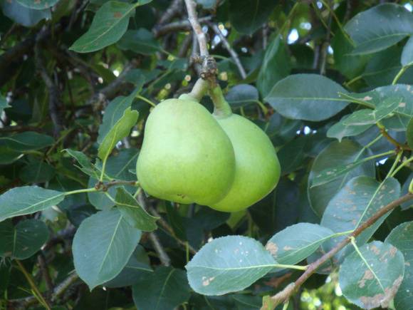 T12030 Pyrus communis