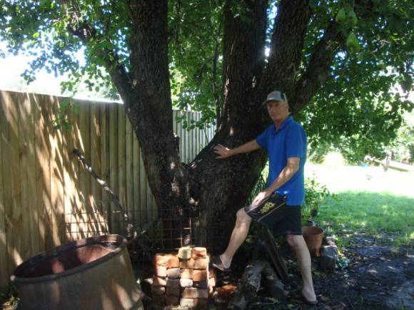 T12030 Pyrus communis