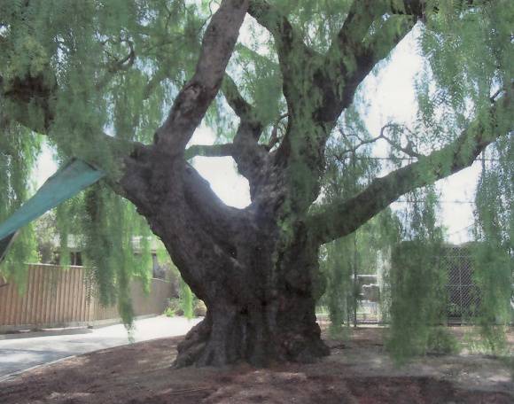 T12052 Schinus areira 