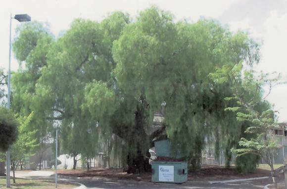 T12052 Schinus areira 