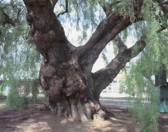T12052 Schinus areira 