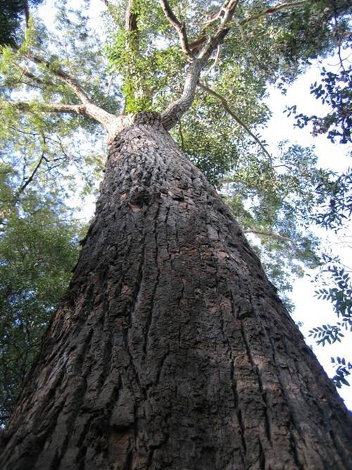 T12099 Eucalyptus Botryoides 