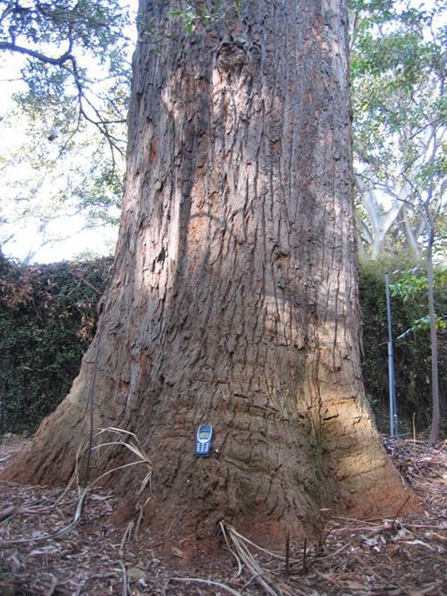 T12099 Eucalyptus Botryoides 