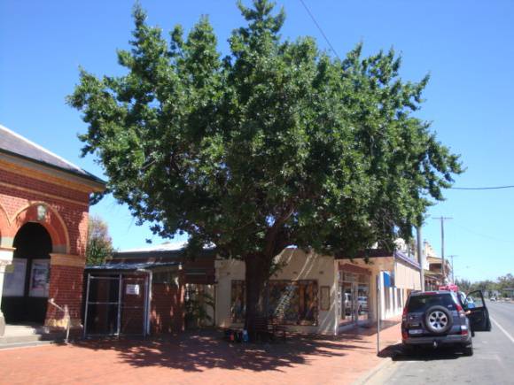T12107  Quercus  robur