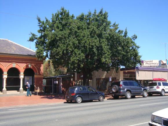 T12107  Quercus  robur  