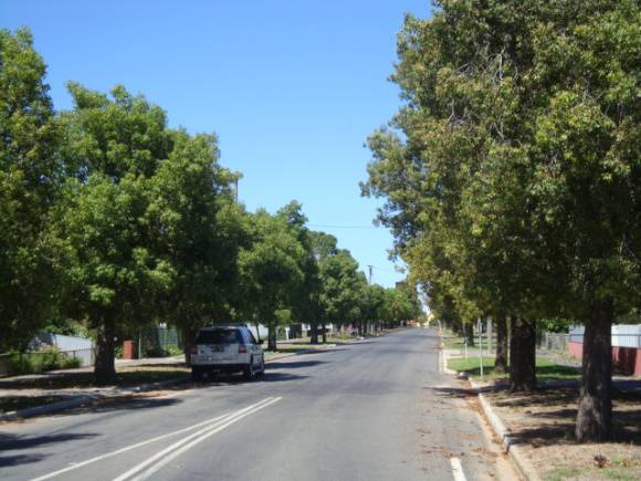 T12082 Brachychiton populenus