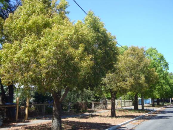 T12082 Brachychiton populenus