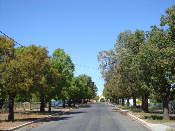 T12082 Brachychiton populenus