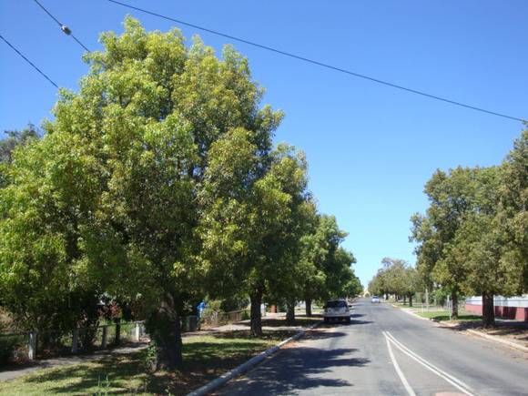 T12082 Brachychiton populenus