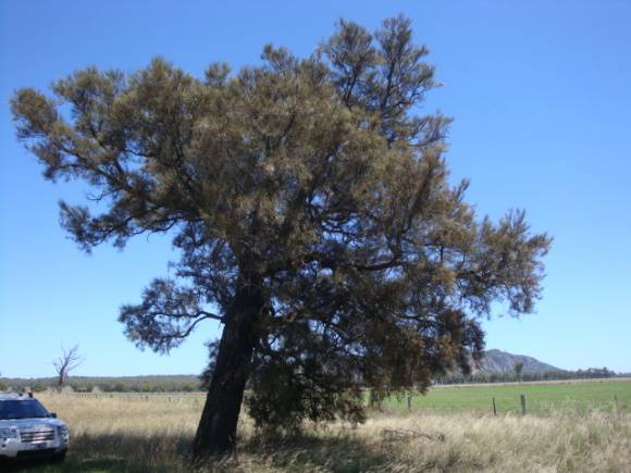 T11272 Casuarina obesa