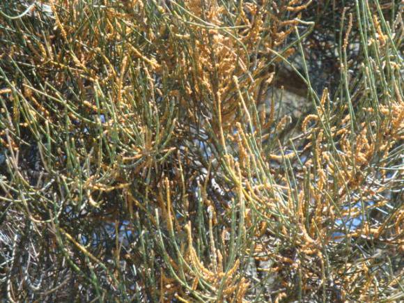 T11272 Casuarina obesa