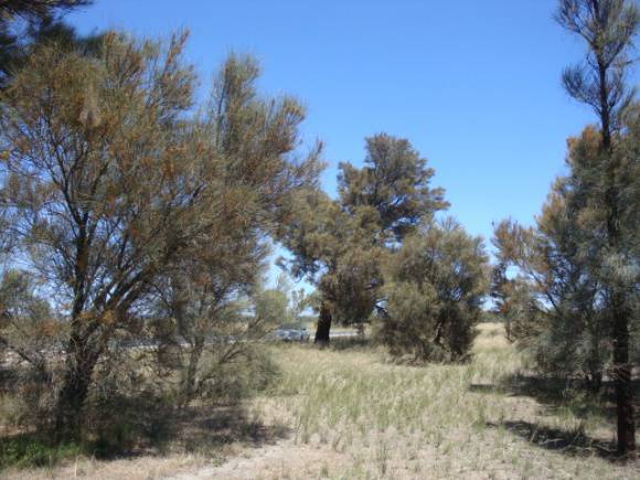 T11272 Casuarina obesa